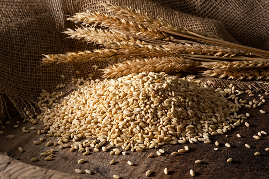 Экспортеры РФ не ожидают критических сбоев в поставках зерна в Турцию из-за землетрясения