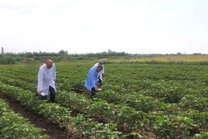 Pambıq sovkasına qarşı bioloji mübarizə tədbirləri davam edir